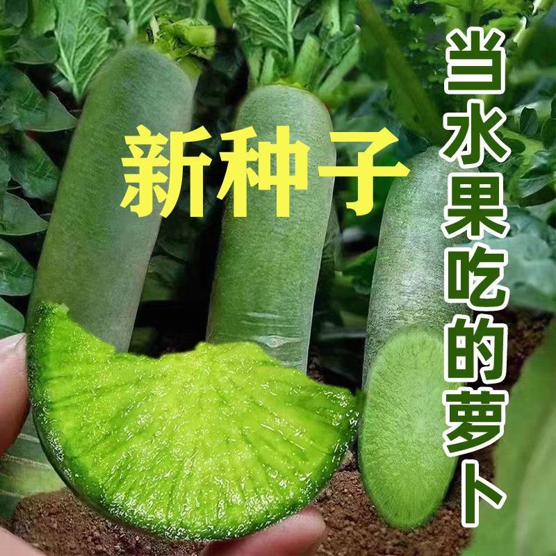 冰糖脆水果萝卜种子20克 图片 4
