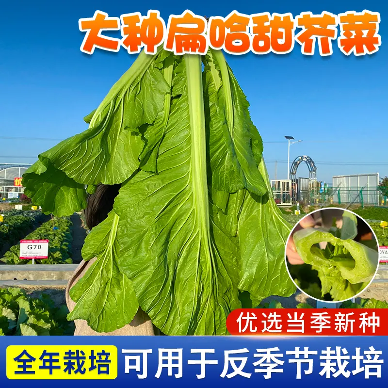 大叶甜芥菜种子扁哈甜芥菜孑宽邦腌制酸菜泡菜农家蔬菜种籽A 到手价¥3.88