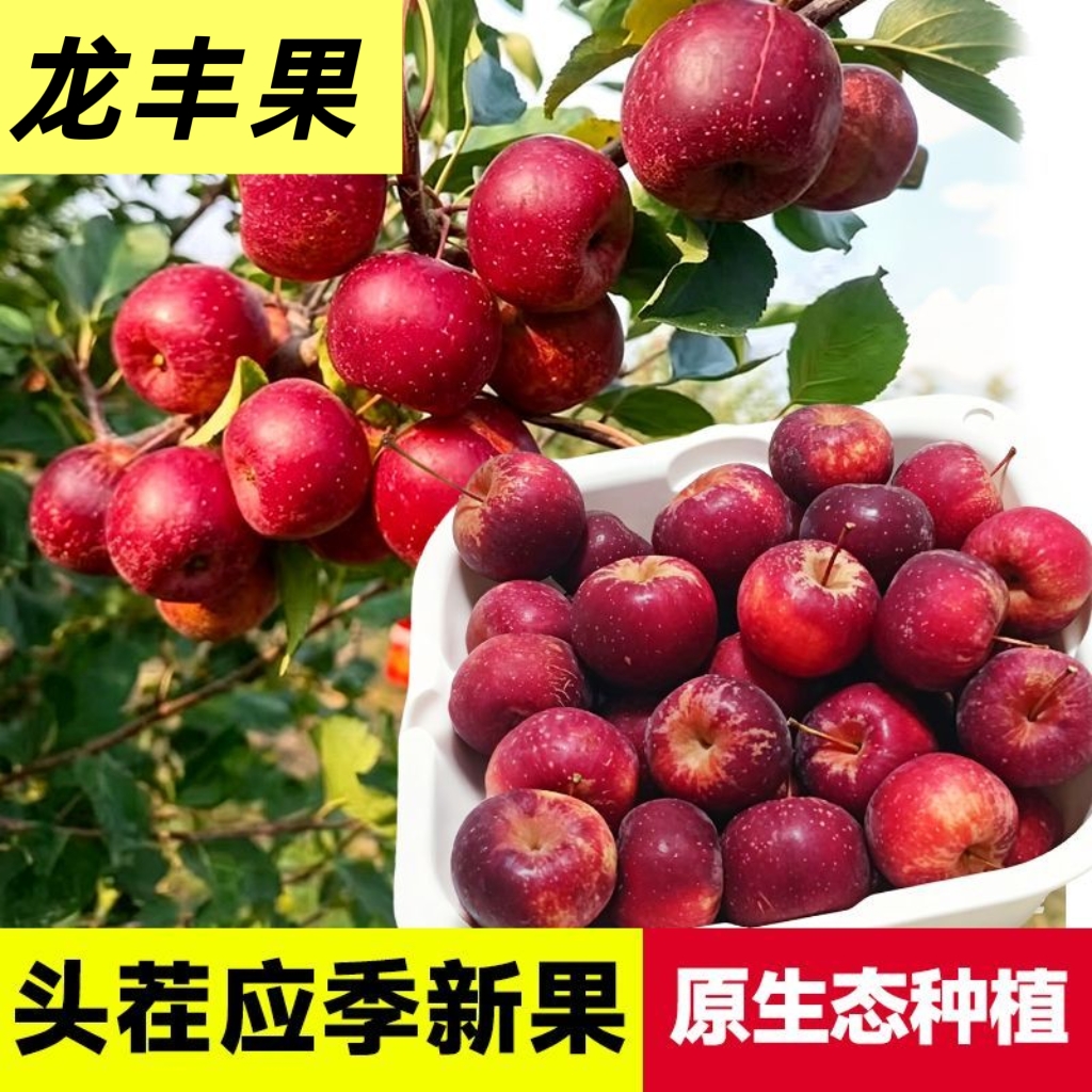 【17.9发5斤】东北龙丰果大秋果酸甜脆新鲜采摘产地直发b 到手价¥17.90