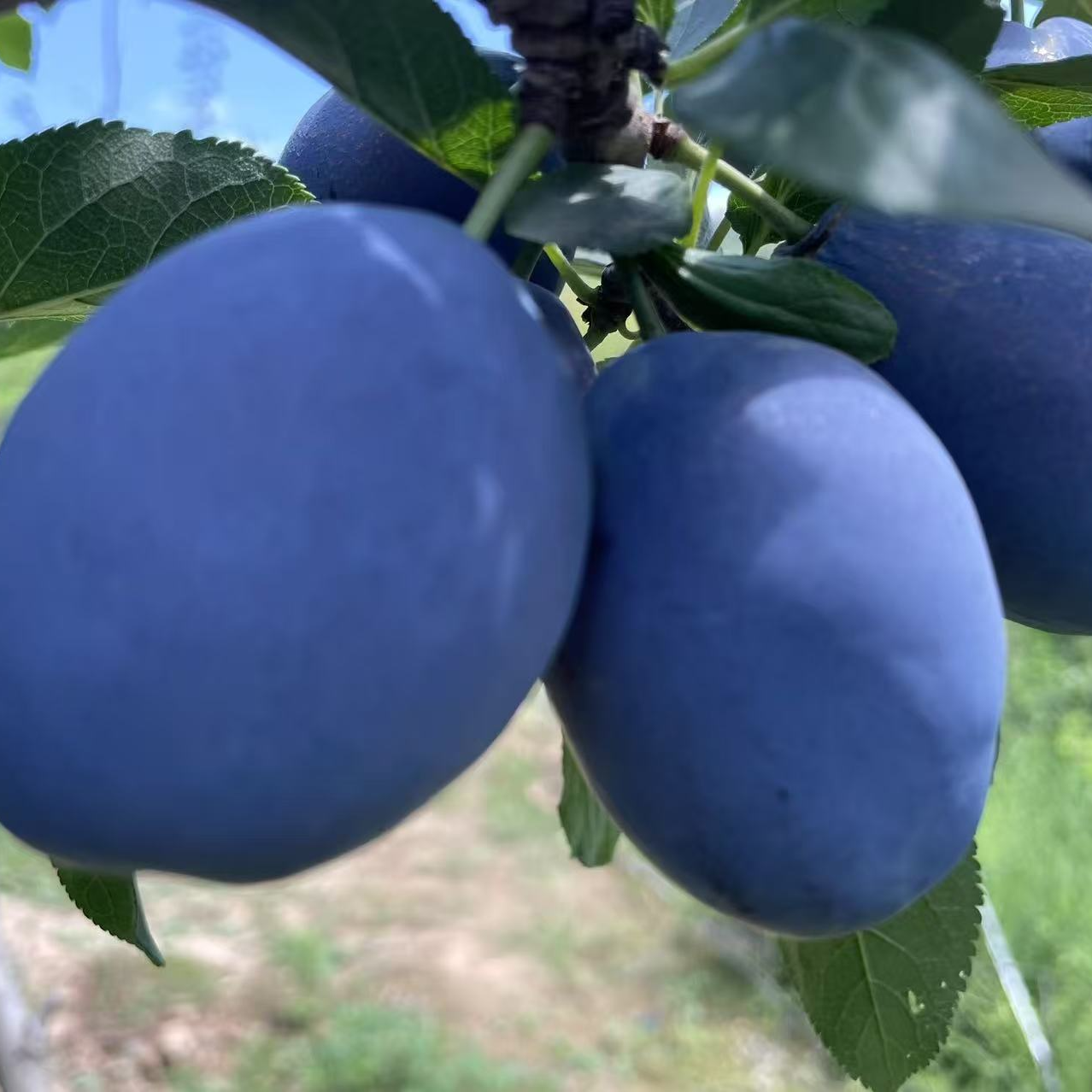 甘肃露天种植新鲜西梅应季鲜果酸甜多汁坏果包赔3/5斤 图片 4