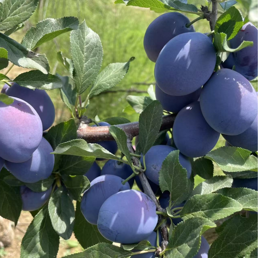 甘肃露天种植新鲜西梅应季鲜果酸甜多汁坏果包赔3/5斤 图片 3