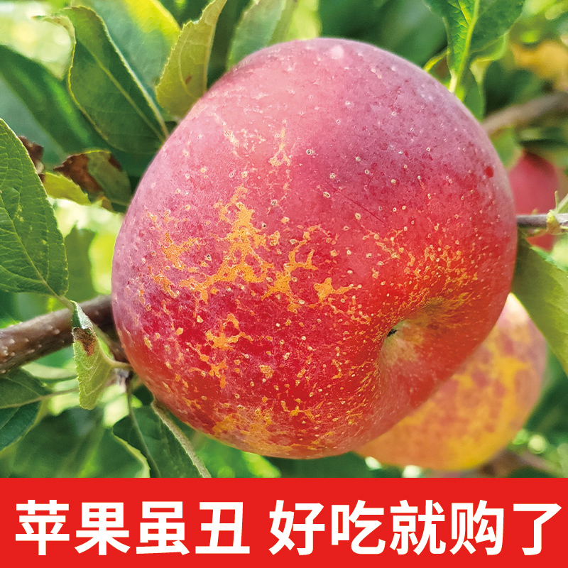 云南昭通丑苹果脆甜爽口多汁冰糖心新鲜现摘应季孕妇水果产地包邮 到手价¥28.80