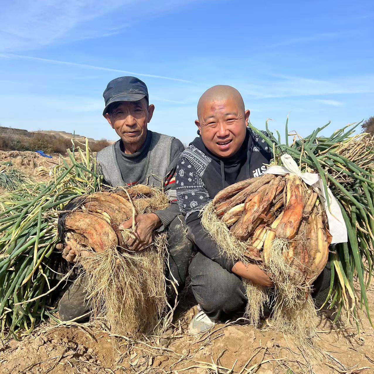福利【山地红皮葱 】现刨现挖 去头去尾 旱地红葱炒菜炖肉味更鲜 到手价¥22.90