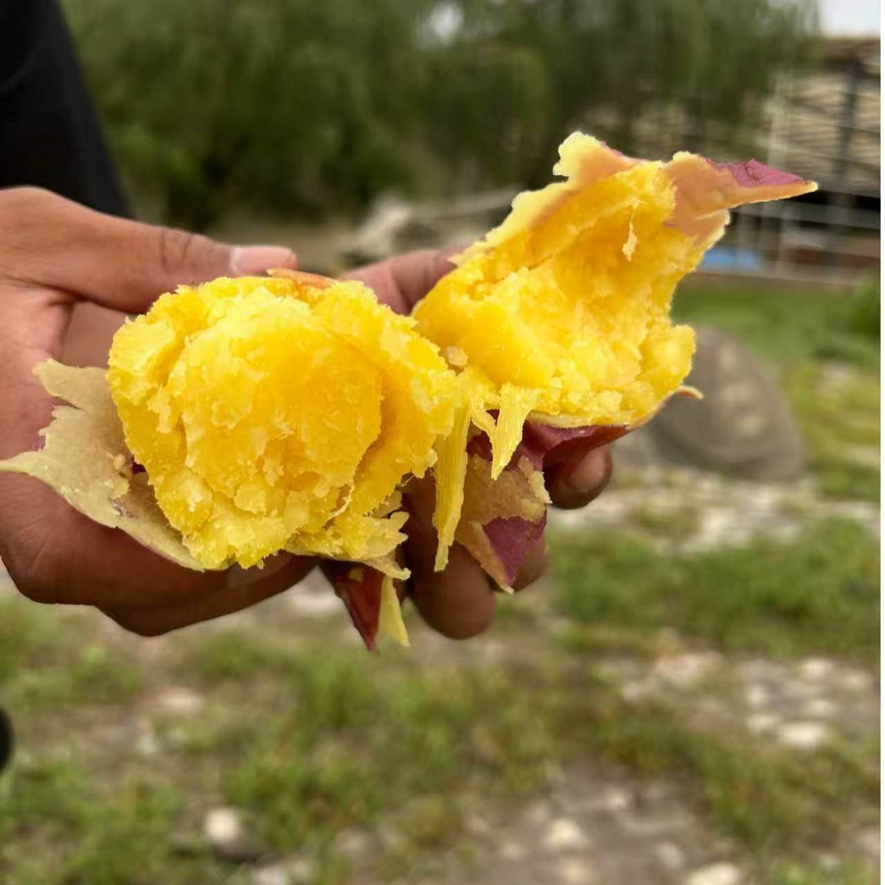 [宁夏高原红板栗薯]正宗沙地高原板栗红薯粉糯香甜宝宝辅食5/9斤 图片 4