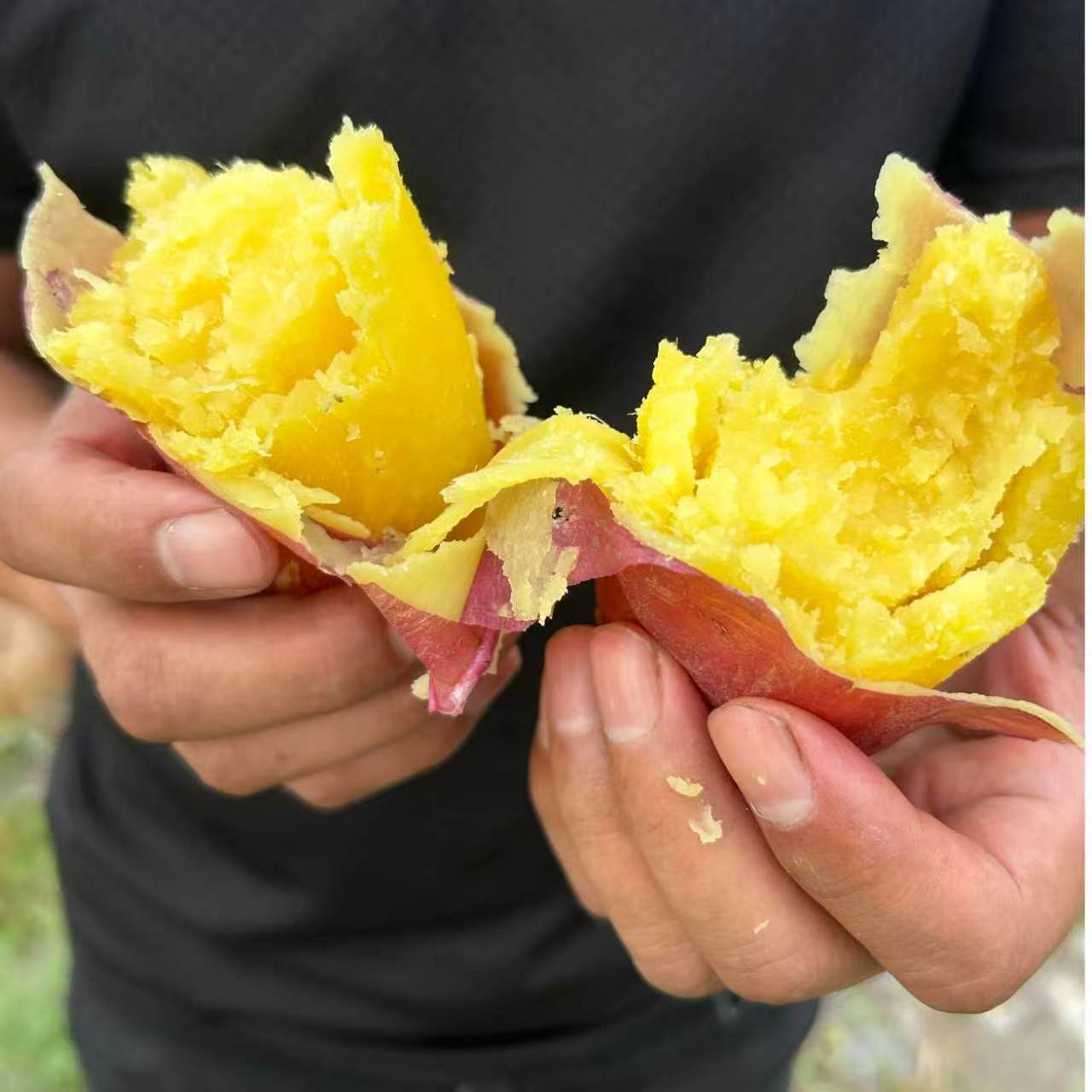 [宁夏高原红板栗薯]正宗沙地高原板栗红薯粉糯香甜宝宝辅食5/9斤 图片 3