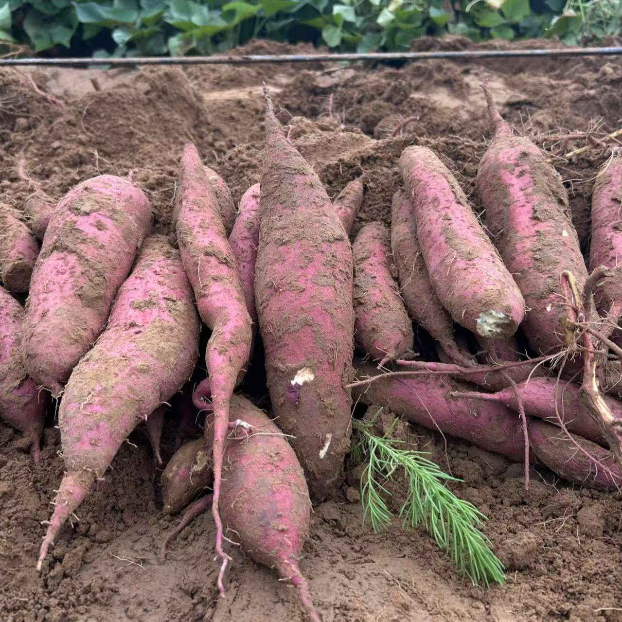 正宗陕西板栗红薯沙地种植干面粉糯4.5斤 图片 5