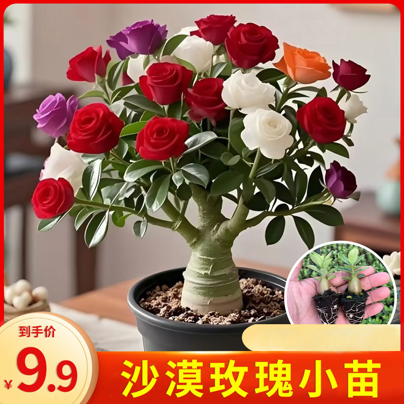 热销【仅需9.9元】沙漠玫瑰花小苗地栽盆四季庭院室内外阳台好养 到手价¥9.90