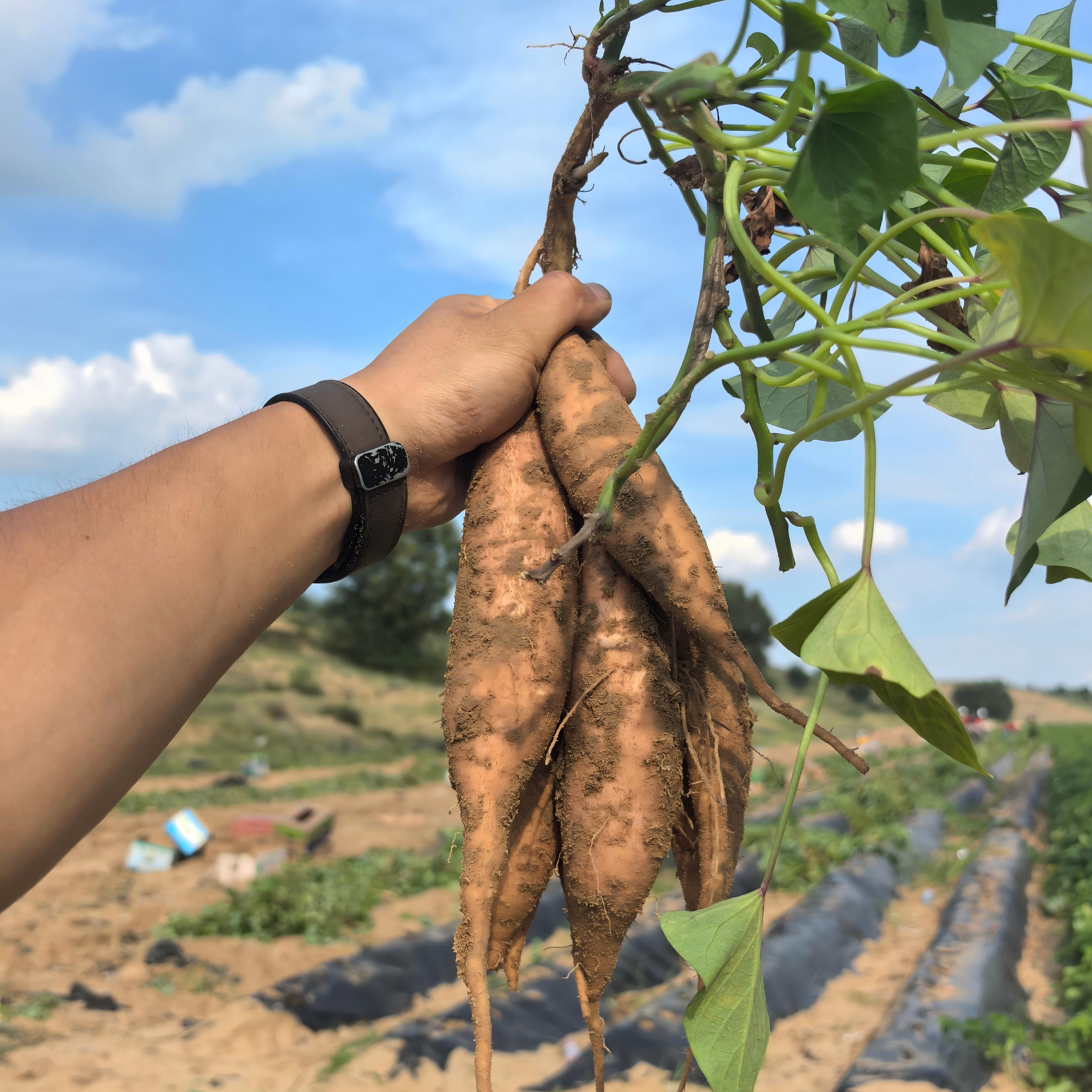 正宗榆林沙地红薯香蕉薯新鲜地瓜软糯香甜包邮L 图片 5