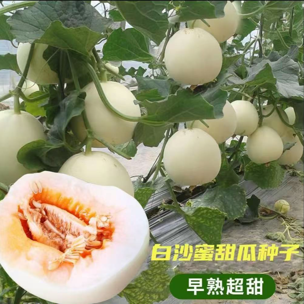 爆！【9.9元5包】白沙蜜甜瓜种子香瓜种子春夏秋冬四季阳台盆栽 到手价¥9.90