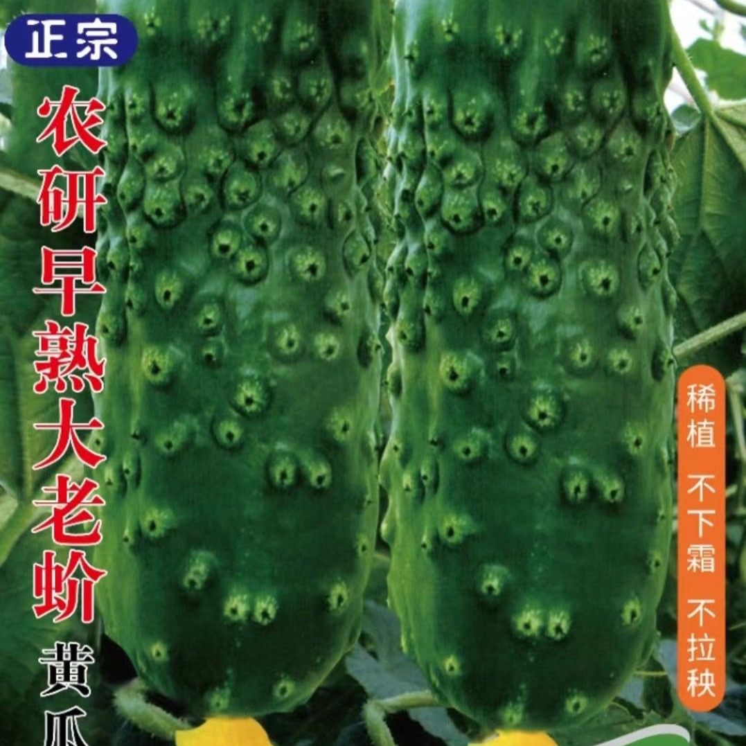 黄瓜种子：正宗农研大老蚧甜黄瓜小老蚧黄瓜种子非转基因 到手价¥14.99